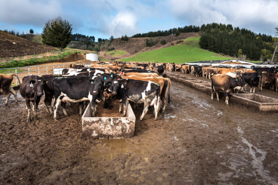 “黄金奶源地”新西兰遭遇环境危机 以后奶粉去哪儿买?
