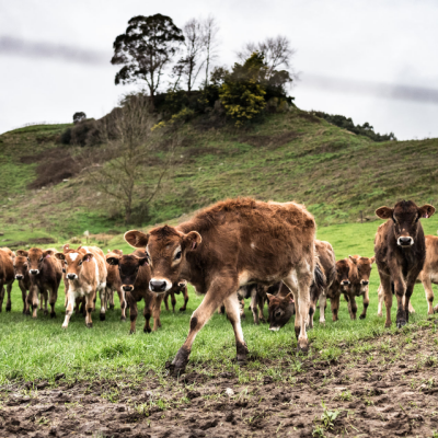 “黄金奶源地”新西兰遭遇环境危机 以后奶粉去哪儿买?