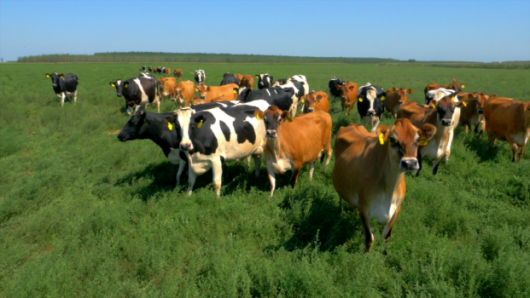 鲜博士助力辽宁鲜奶饮用水平升至全国前三,辉山牛奶区域领先交出首份答卷